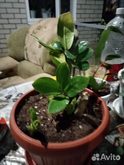 Замиокулькас