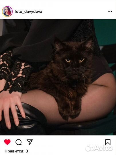 Кот мейн кун модель