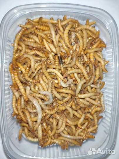 Мучной червь заморозка