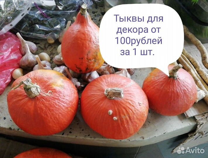 Тыква декоративная