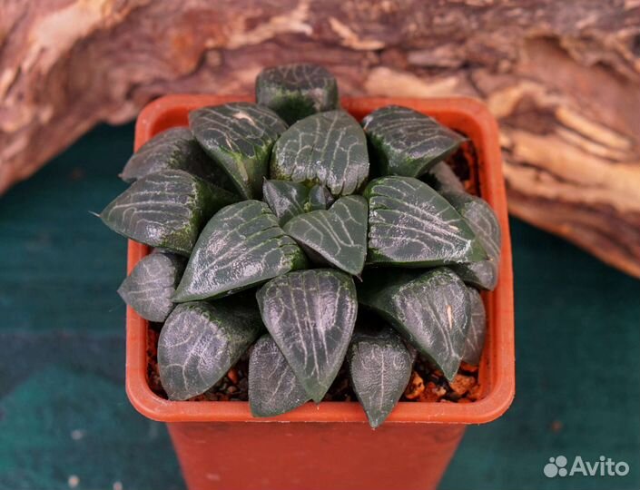 Хавортии коллекционные