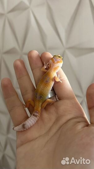 Геккон эублефар