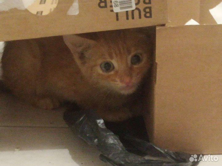 Котик