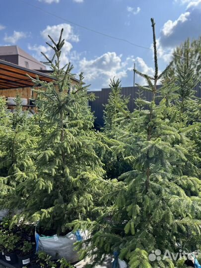 Ель саженцы