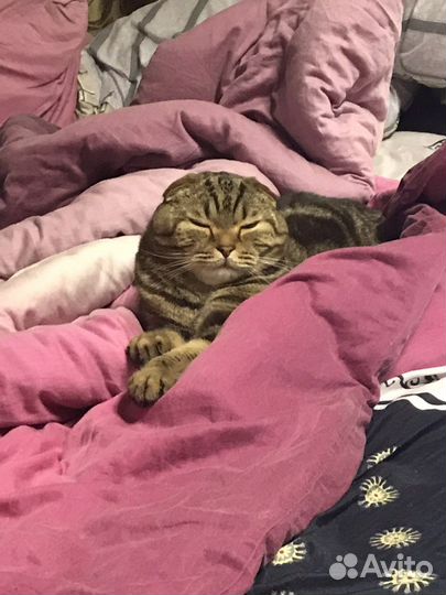 Отдадим кота в добрые руки
