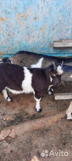 Козлята
