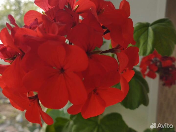Герань пеларгония