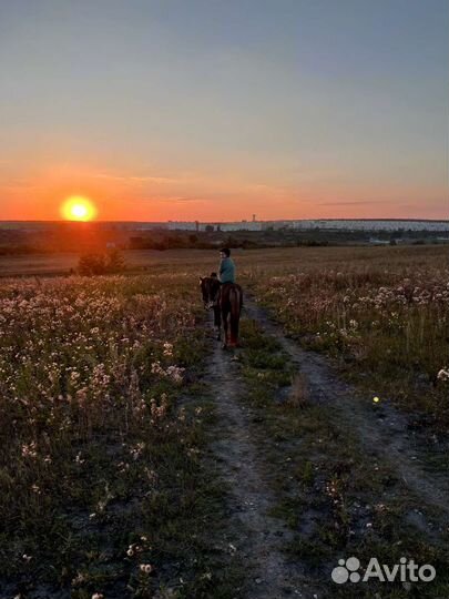 Занятия на лошадях, прогулки на лошадях