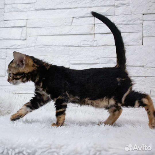 Бенгальский котенок мраморный окрас