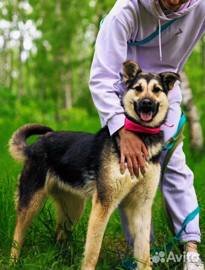 Собака из приюта ищет дом