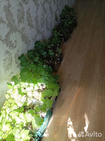 Продам саженцы винограда