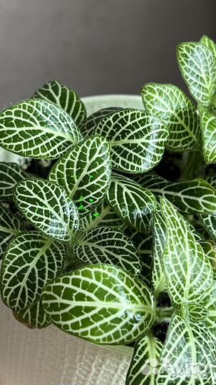 Фиттония вершаффельта в горшке