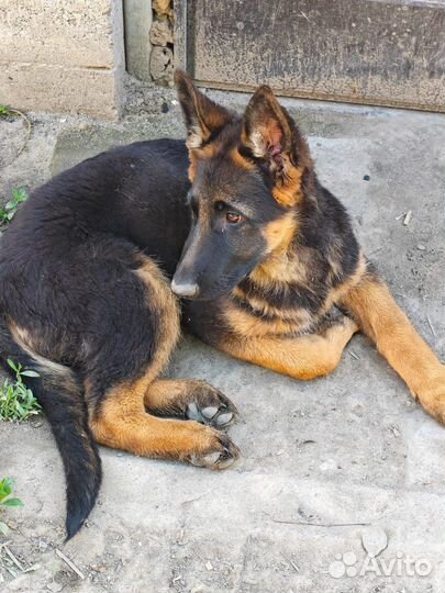 Щенки немецкой овчарки