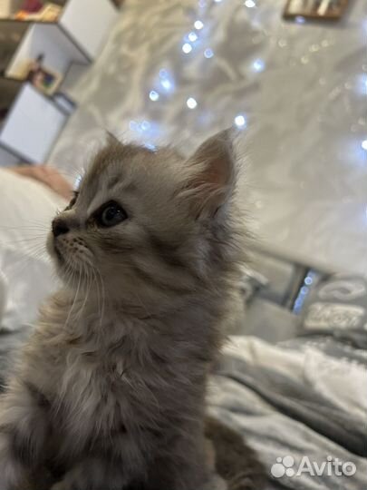 Лучший котик