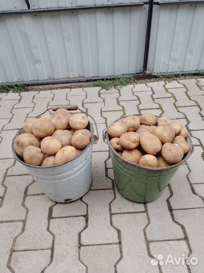 Продажа картофеля