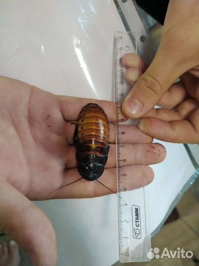 Кормовые тараканы