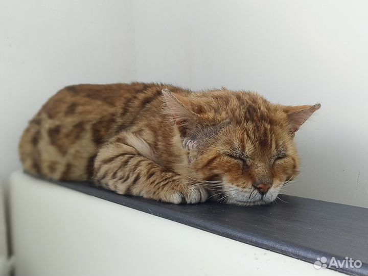 Рыжий кот ищет дом