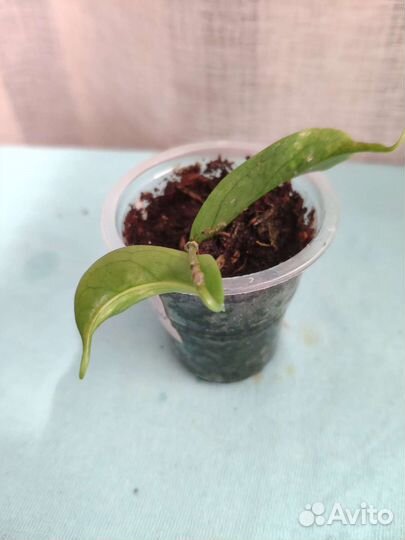 Хойи. Много №9