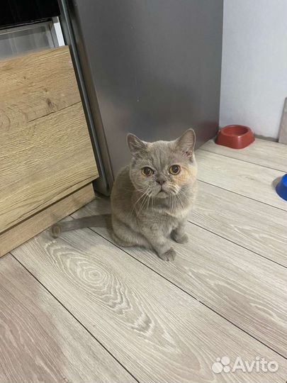 Кошка в дар