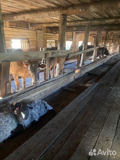 Коровы и телята