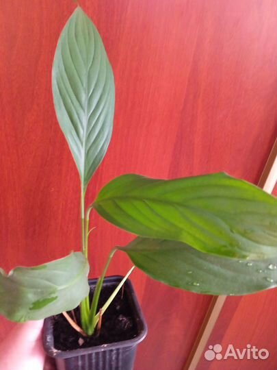 Комнатные цветы