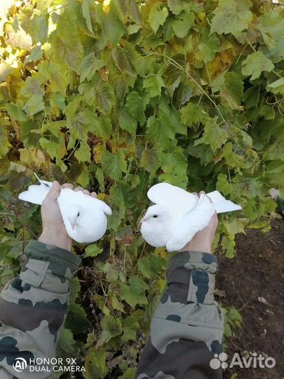 Голуби свадебные