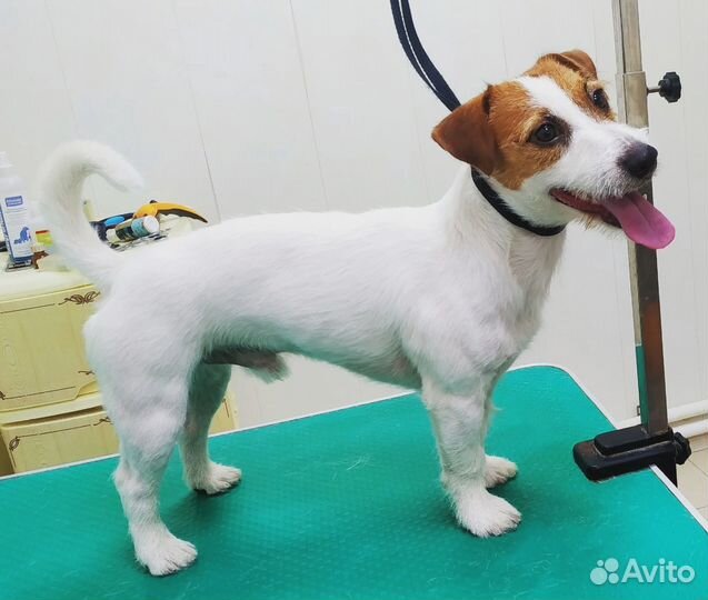 Стрижка собак и кошек груминг