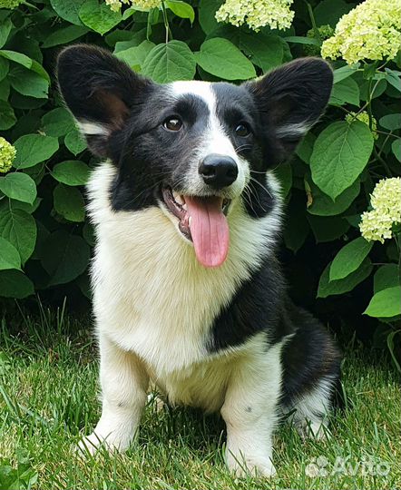 Щенки Вельш-корги кардиган