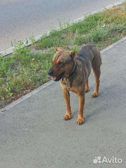 Найдена собака