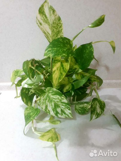 Сциндапсус,эпипремнум,бегония,сигнониум