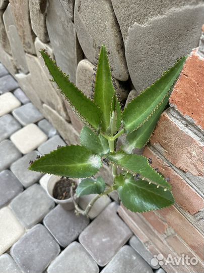 Каланхоэ лечебное