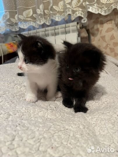 Кошки