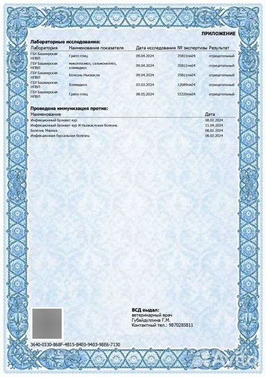 Яйца куриные домашние