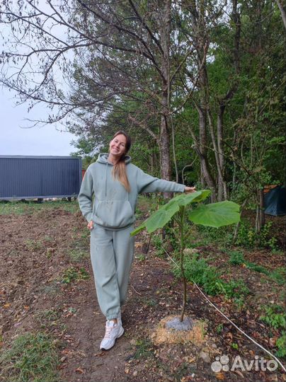 Саженцы павловния