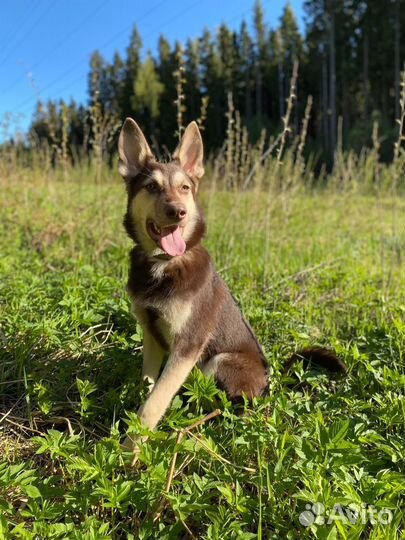 Помесь хаски