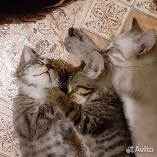Кот