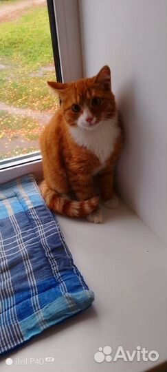 Кот
