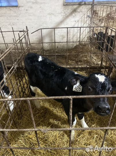 Бычки и телята