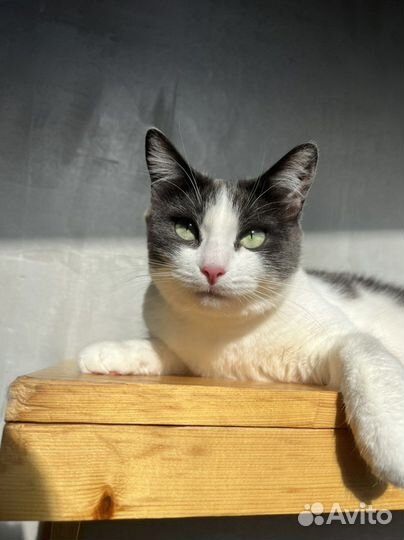 Кошка Нюшенька в добрые ручки