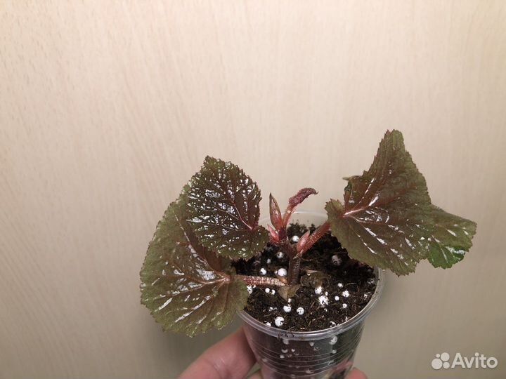 Бегония Декоративно-лиственные