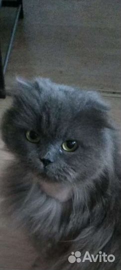 Ксюша-вислоух.длинношерстн.шотландка/хайленд фолд