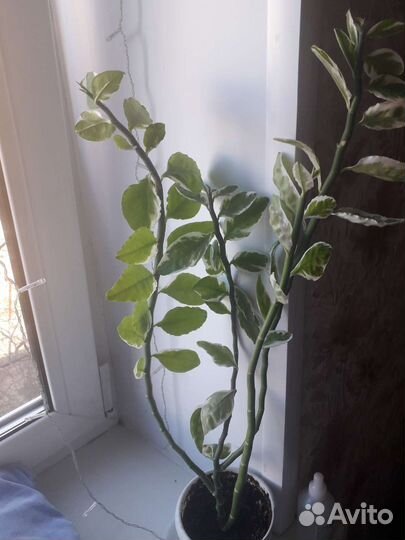 Педилантус