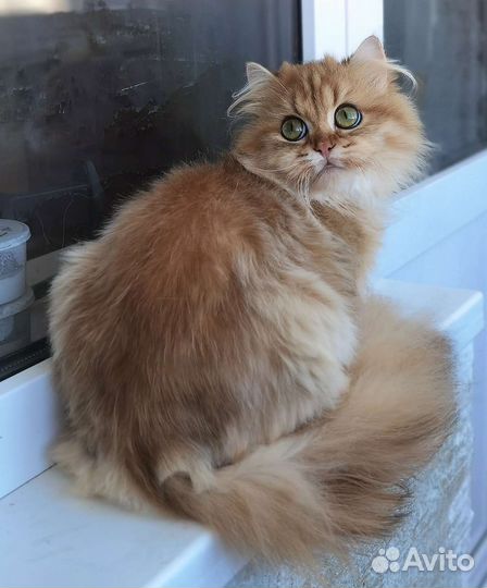 Золотая британская шиншилла