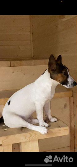 Передержка животных, услуги кинолога