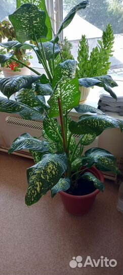 Цветок Диффенбахия