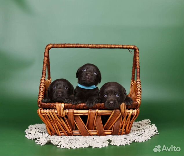 Щенки лабрадора шоколадные