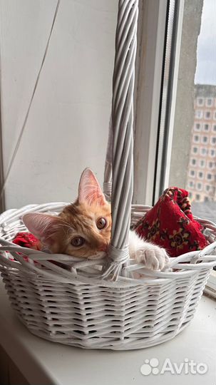 Отдам добрые руки котёнка