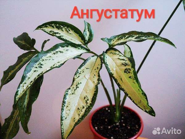 Сингониумы сортовые