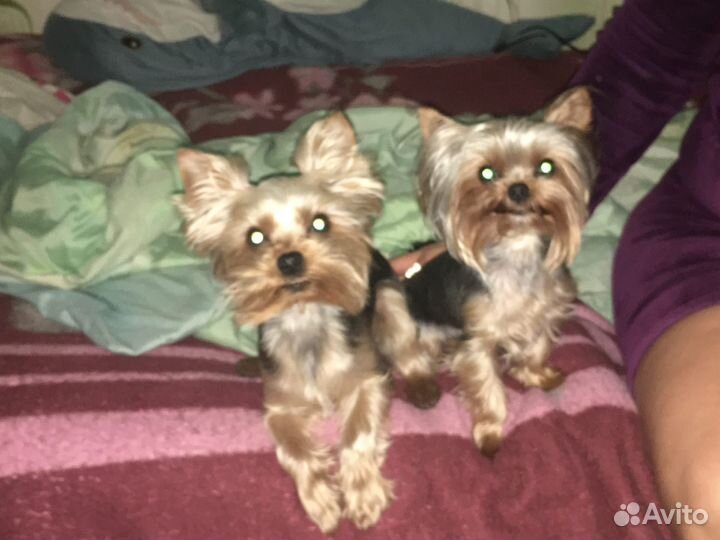 Йоркширский терьер мини щенки