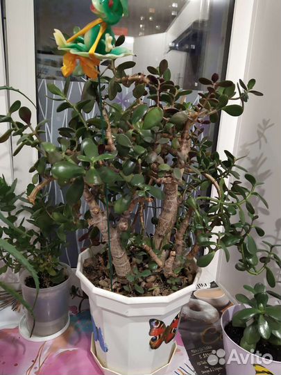 Красула - денежное дерево, фикус Бенджамина